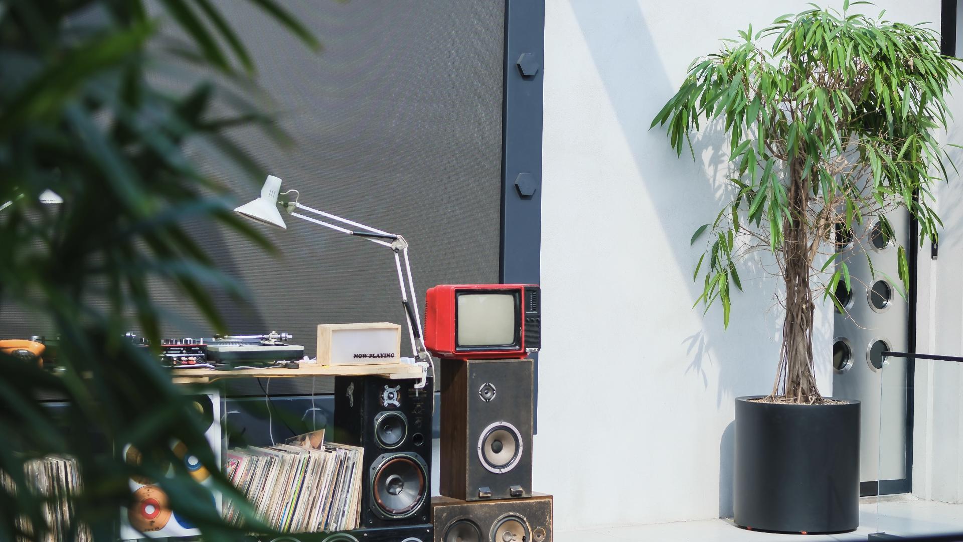 picture of trees in front of a white building