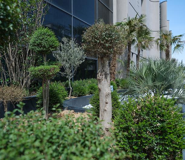 picture of trees in front of a white building