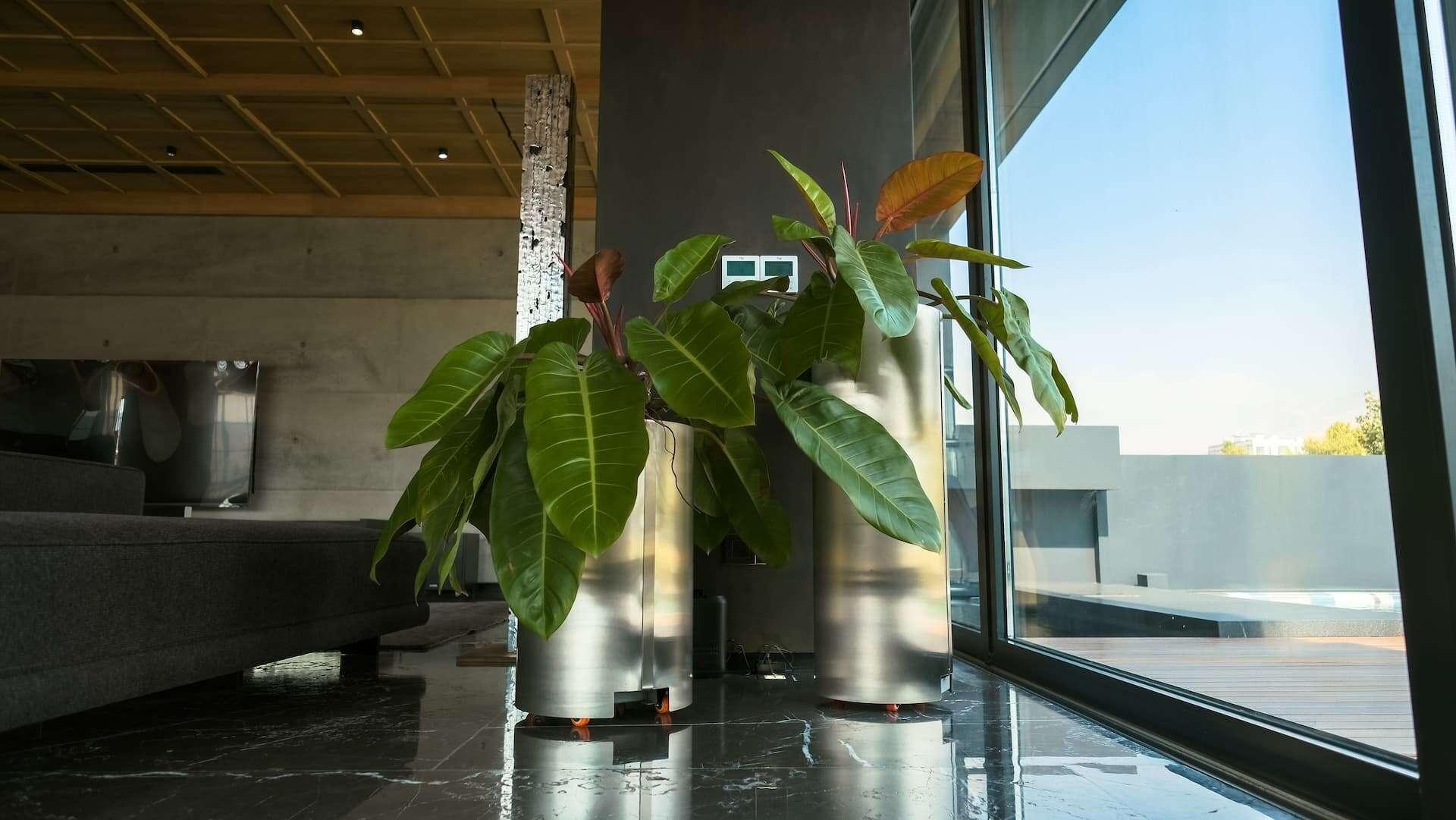 crane moving a big tree